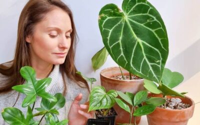 Entrevista a Anabella Crisci de Plantolica