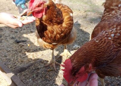 Visita Granja Educativa Ecoterra en Canning - Alimentar gallinas