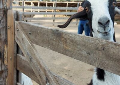 Visita Granja Educativa Ecoterra en Canning - cabra graciosa