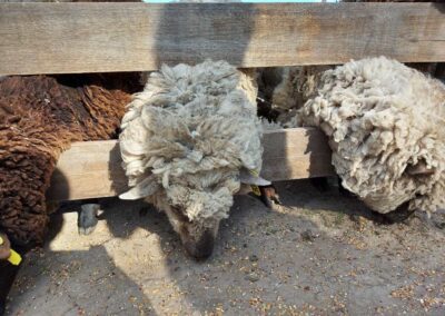 Visita Granja Educativa Ecoterra en Canning - oveja